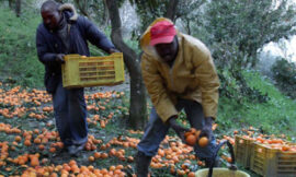 Una grande manifestazione per i diritti in agricoltura – di Giovanni Mininni