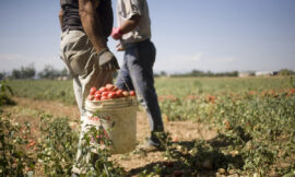 Il caporalato agricolo nella Puglia degli anni ‘60-’90 – di Angelo Leo