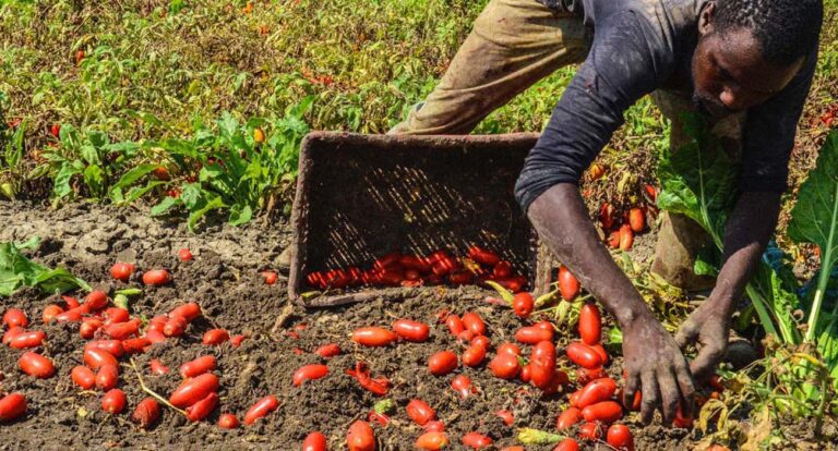 Scopri di più sull'articolo E’ ancora lunga la lotta al caporalato – dalla Redazione