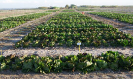 Agroindustria veneta: ricchezza a scapito di ambiente e lavoro – di Mariapia Mazzasette