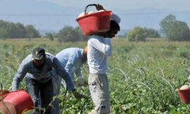 Agroalimentare a Verona: esistono anche i lavoratori immigrati – di Mariapia Mazzasette