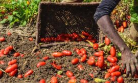 Liberare il lavoro agricolo da mafie e caporali – di Mariapia Mazzasette