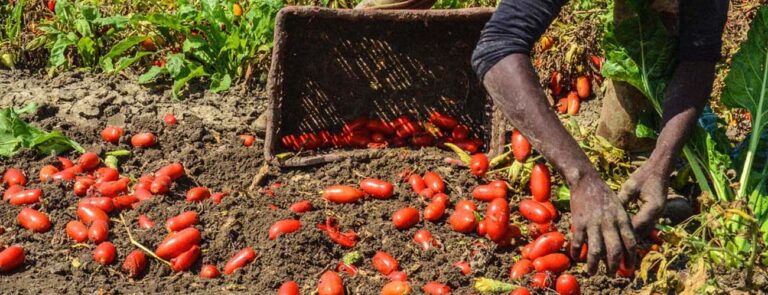 Scopri di più sull'articolo Liberare il lavoro agricolo da mafie e caporali – di Mariapia Mazzasette