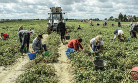 Il VI Rapporto agromafie e caporalato – di Matteo Bellegoni