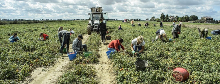 Scopri di più sull'articolo Il VI Rapporto agromafie e caporalato – di Matteo Bellegoni