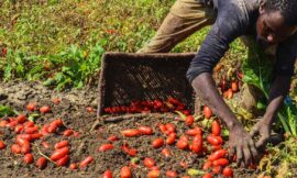 E’ ancora lunga la lotta al caporalato – dalla Redazione