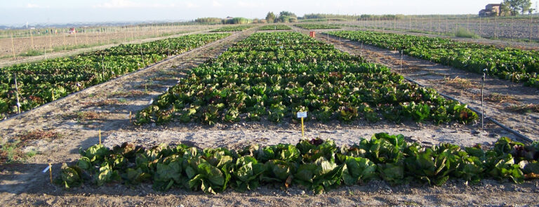 Scopri di più sull'articolo Agroindustria veneta: ricchezza a scapito di ambiente e lavoro – di Mariapia Mazzasette