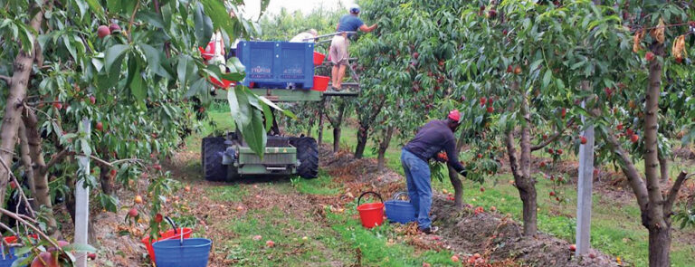 Scopri di più sull'articolo Le mele di Saluzzo, peccato originale della frutta italiana – di Frida Nacinovich