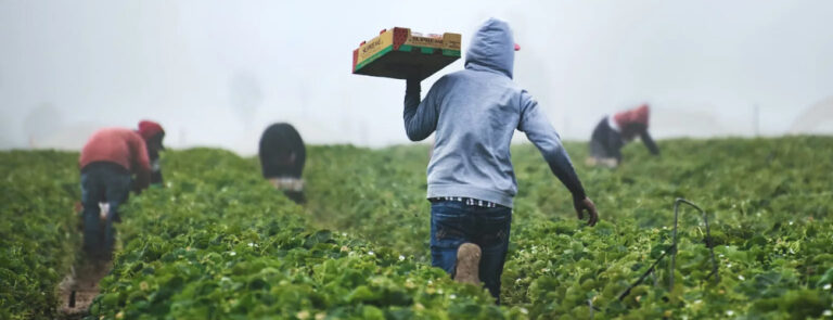 Scopri di più sull'articolo Caporalato, Veneto laboratorio dello sfruttamento – di Giosuè Mattei